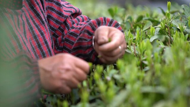 Farmer picking tea in tea garden