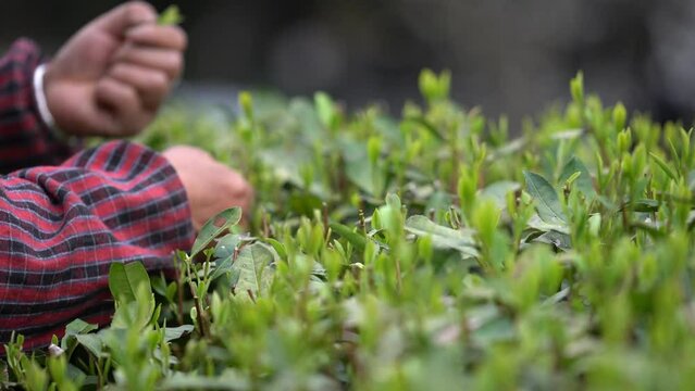 Farmer picking tea in tea garden