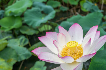 緑の葉をバックにピンクの縁取りの蓮の花