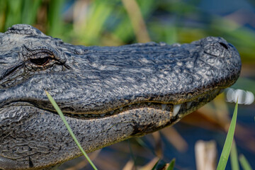 alligator in the swamp