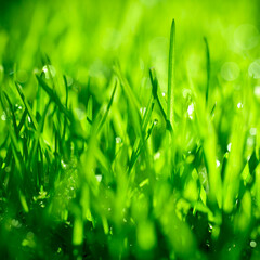Fresh green grass - 493875295