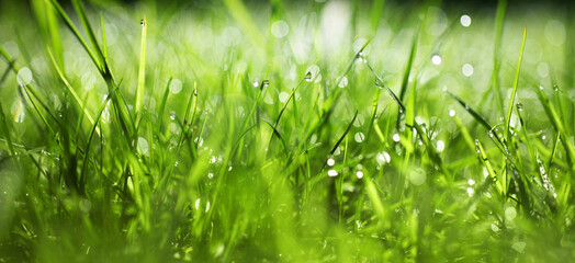 Fresh green grass - 493875296