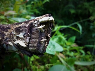 Old mushroom on a piece of old wood
