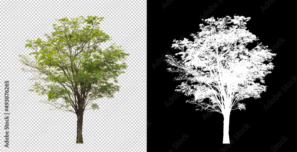 Poster Tree on transparent picture background with clipping path, single tree with clipping path and alpha channel