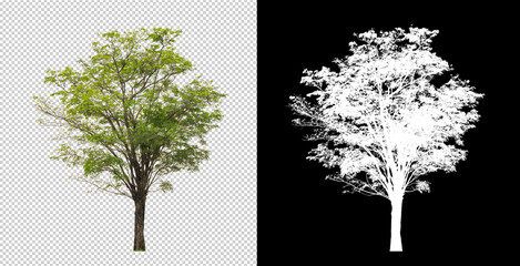 Tree on transparent picture background with clipping path, single tree with clipping path and alpha...