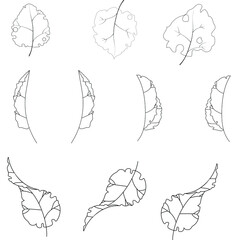 Fototapeta premium A set of simple black and white contour leaves in different angles on an isolated background. Hand-drawn illustration.