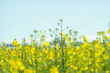 Obraz premium 菜の花