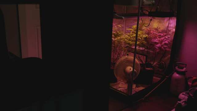 home DIY legal medical marijuana grow setup in small reflective tent under full spectrum LED light fan blowing wind on plants approaching stabilized from darkness to reveal colorful setup in corner