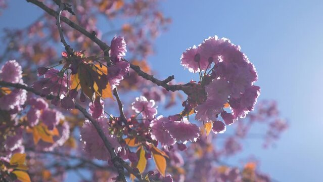 pink Cherry blossom hanging down on tree blowing in the wind during a beautiful bright blue day in vancouver bc sunlight flaring through flour medium tight looking up stabilized orbit