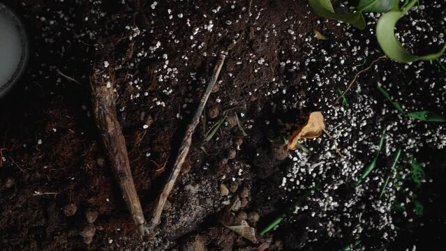 perlite pellets on gardening soil, growth improving for plants in pots. Overhead view, pan right