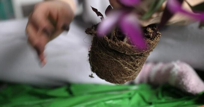 woman hands cleaning out and preparing tricolor plant roots for transplant, close up