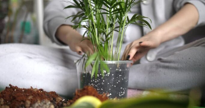woman putting new soil with perlite into plastic pot for ornamental plant. low angle view