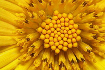 close up of yellow mexican sun flower
