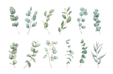 Watercolor Eucaliptus branches drawing set. Hand drawn illustration with eucalyptus leaves isolated on white background. Floral herbal collection of green plants © Elena