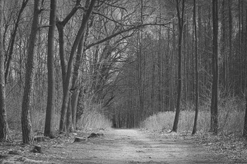 Monochrome Kampinos hiking trail view. Black and white early spring day hiking in the woods in Poland. Selective focus on the details, blurred background.