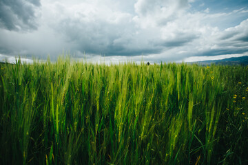 Campo de cebada en los Andes del Perú. Concepto de alimentos