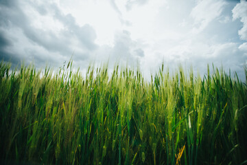 Campo de cebada en los Andes del Perú. Concepto de alimentos