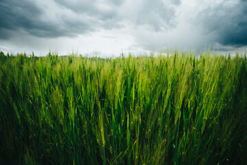 Campos de cebada con cielo y nubes