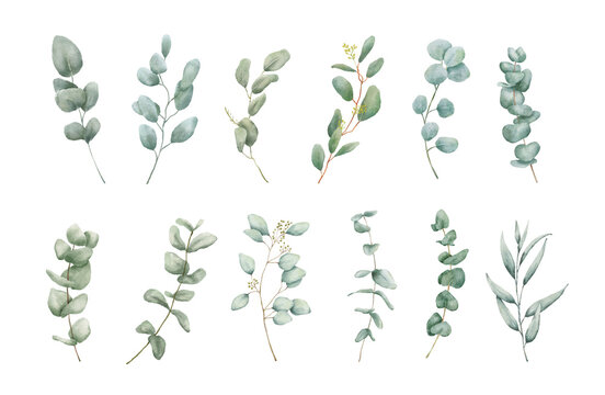 Watercolor Eucaliptus branches drawing set. Hand drawn illustration with eucalyptus leaves isolated on white background. Floral herbal collection of green plants