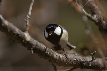 食事を終えたシジュウカラ