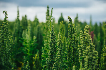 Campo de quinua roja y amarilla en los andes de Peru. 
