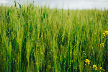 Campo de cebada verde. Concepto de alimentos y naturaleza.