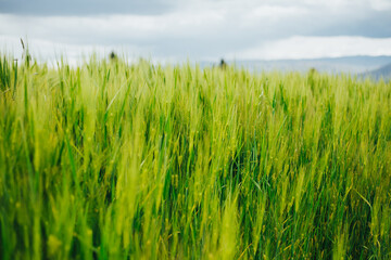 Campo de cebada verde. Concepto de alimentos y naturaleza.