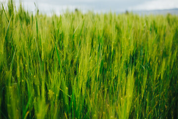 Campo de cebada verde. Concepto de alimentos y naturaleza.