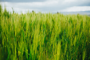 Campo de cebada verde. Concepto de alimentos y naturaleza.