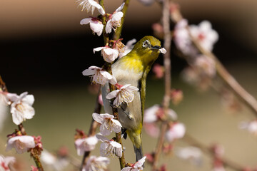 梅の花弁を食べるメジロ
