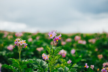 Campos de Papa con flor morada en un valle de los Andes de Peru.