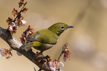 メジロと時期の過ぎた梅の花