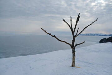 An old tree on a snowy slope, not far from the shore of a frozen river.