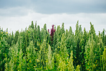 Campo de quinua roja y amarilla en los andes de Peru. 