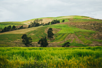 Fototapeta na wymiar Campo verde con sembríos de cebada y trigo. Montaña al fondo.