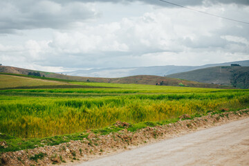 Campo verde con sembríos de cebada y trigo.