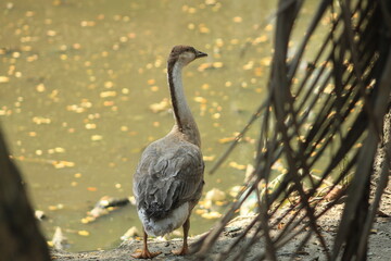A beautiful single  Flamingo sitting on sunshine 