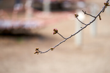 枝・桜・枝先・アップ・屋外