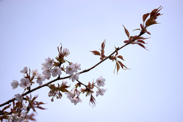山桜・桜・空・青空・春・アップ