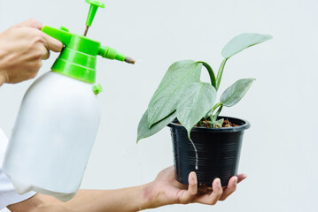 Spray water to Little of Philodendron Silver Sword in the pot  