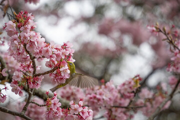満開の桜の木にとまっている可愛いメジロ