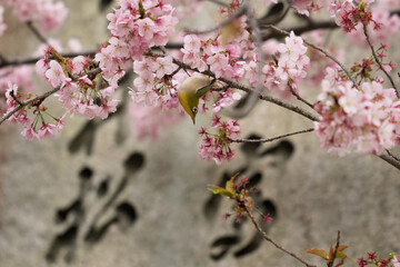 満開の桜の木にとまっている可愛いメジロ