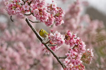 満開の桜の木にとまっている可愛いメジロ