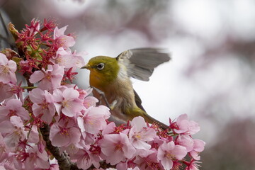 満開の桜の木にとまっている可愛いメジロ