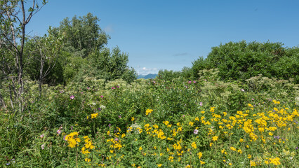 Bright yellow and lilac wildflowers grow in a meadow among lush grass. Green trees against a blue sky. Kamchatka. Summer sunny day