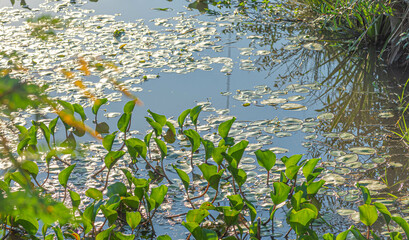 Eichhornia crassipes plants. Water plant