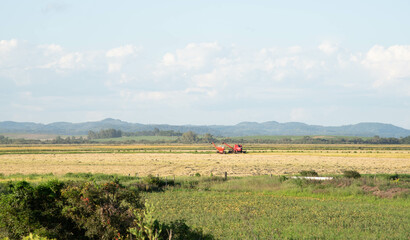 Irrigated rice plantation harvest