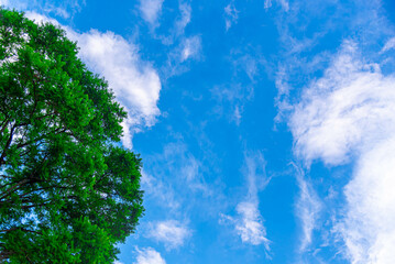 Jacaranda acutifolia leaves frame and blue sky in the background