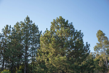 Pinus elliottii on blue background.