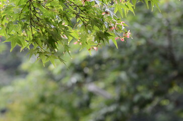 奈良　矢田寺境内の紫陽花
